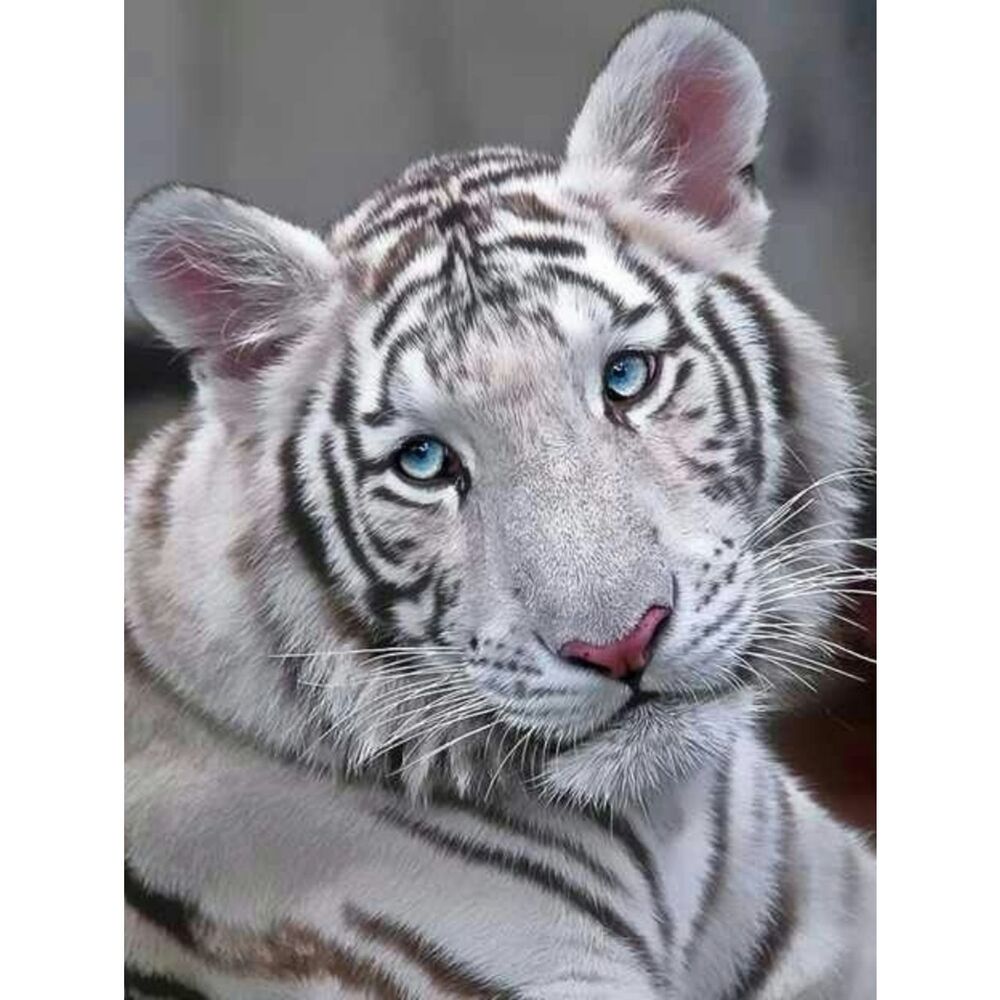 Custom Fridge Magnet Siberian Tiger Home Kitchen Decor